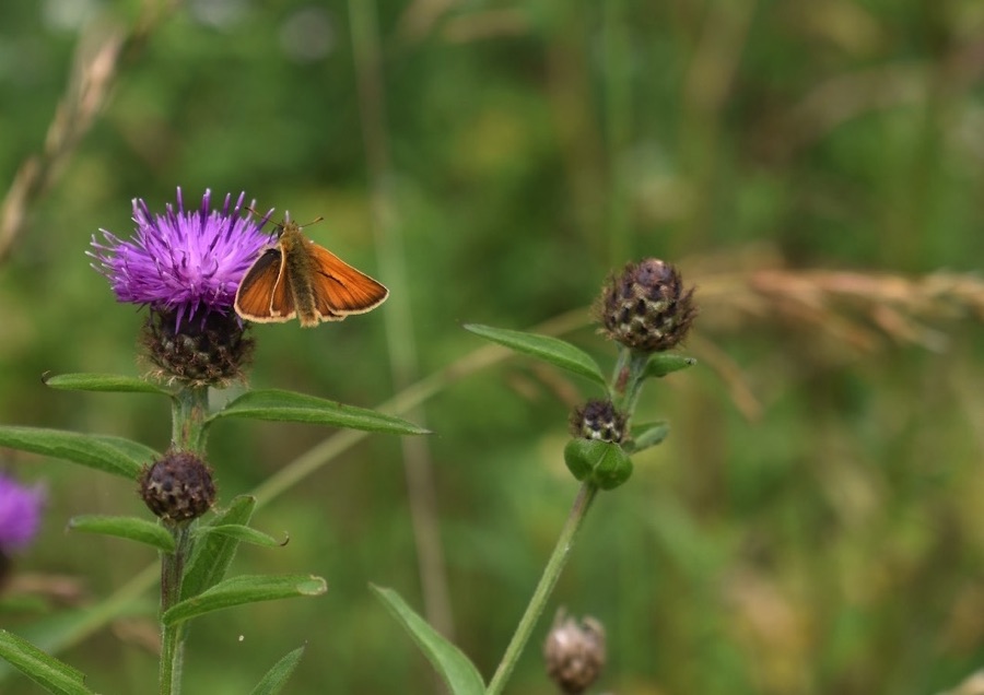 Small skipper butterfly on thistle